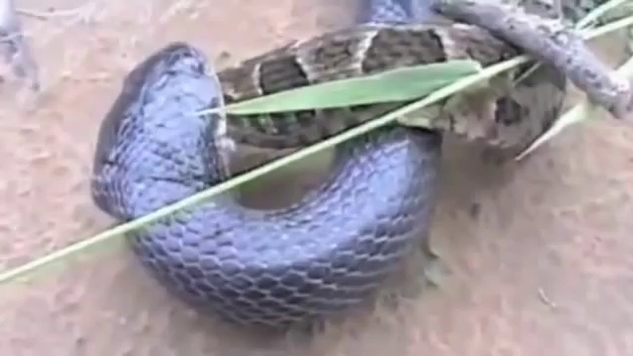 King Cobra vs Python  One Gets Eaten!