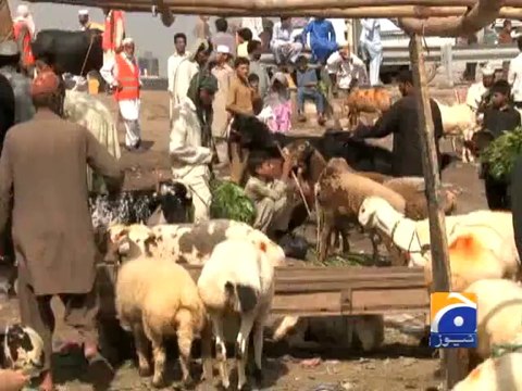 Cattle Market Peshawar-28 Sep 2014