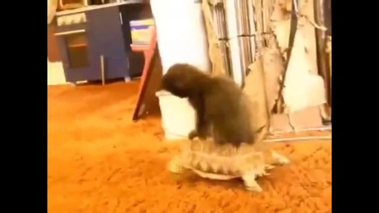 Funny Cats Compilation 2014 - Epic Videos!