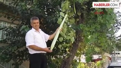 Afyonkarahisar Armut Ağacında 1 Metrelik Kabak