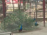 Dancing peacock at Mirpur zoo, Dhaka.