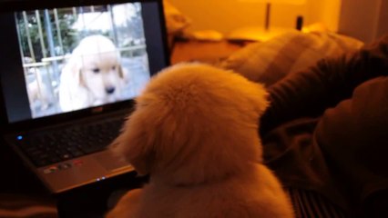 Cute Golden Retriever Puppies - Compilation. Must See