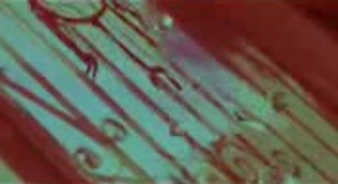 Download Ebook Why Gender Matters Leonard Md Phd Sax PDF Epub