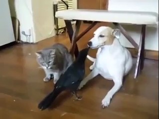 Karga kedi ve köpeğin imrendiren dostluğu ve paylaşımı
