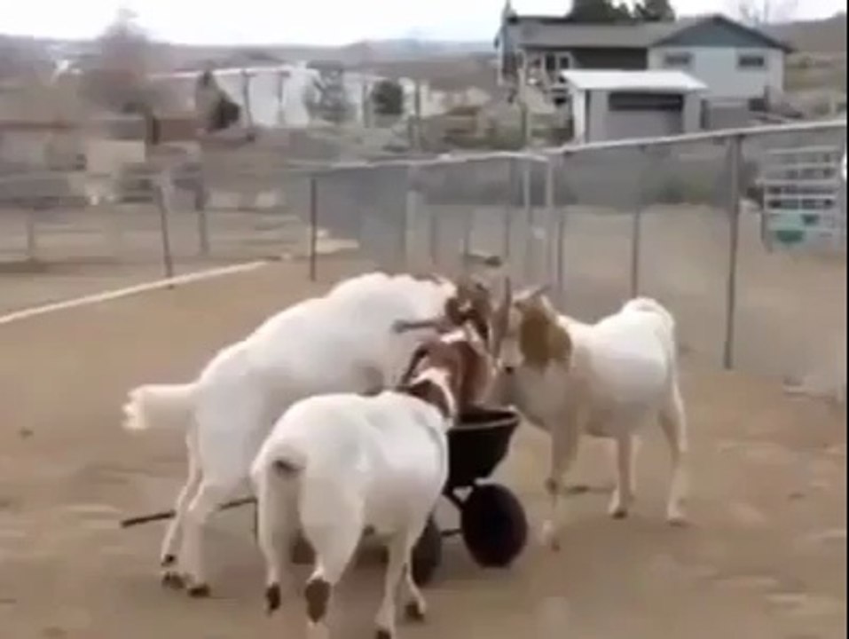Talented Goats ,,,,,,,,,,,,FunnY