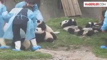 Bebek Pandaların Biberon Kavgası