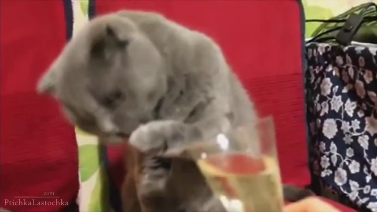 Funny cats 2014 Compilation!
