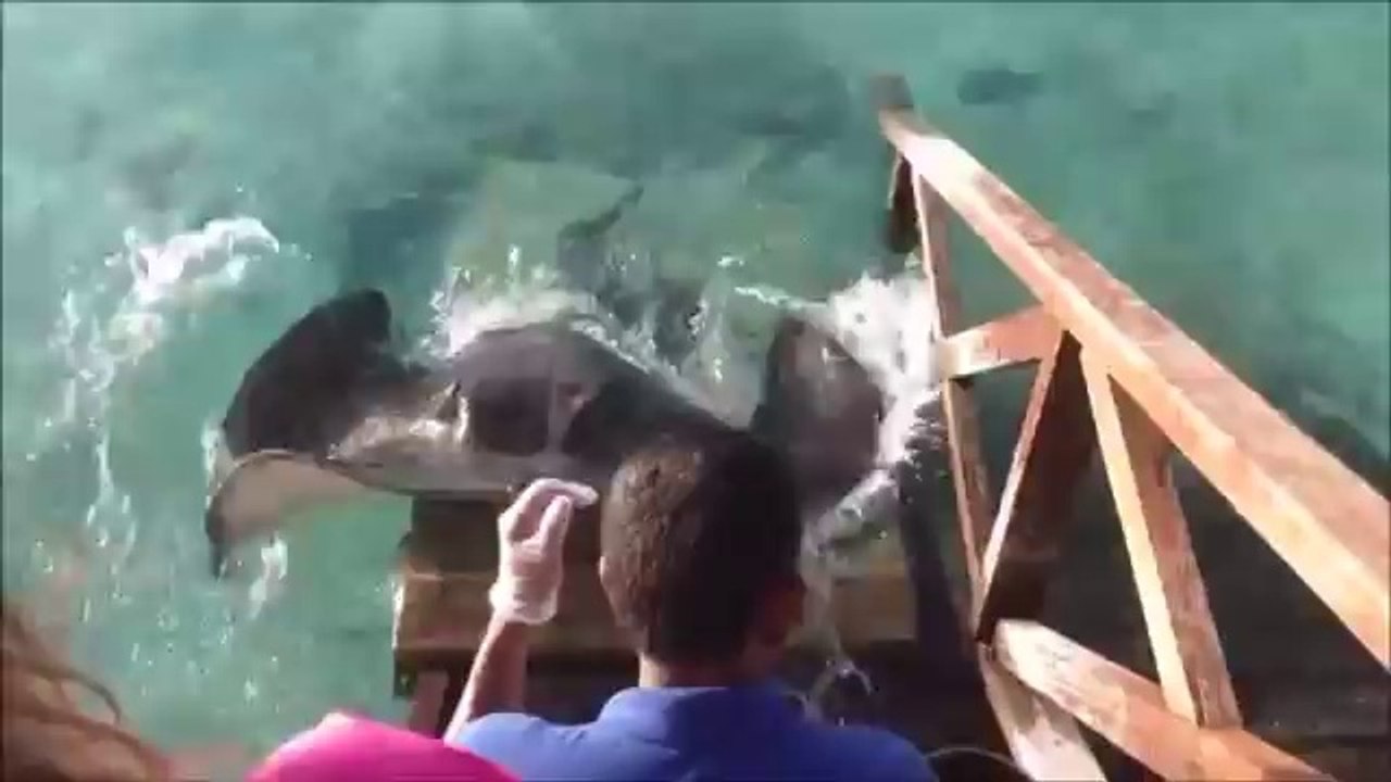 Aux Maldives, une raie géante vient manger dans leurs mains