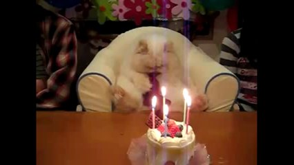 Funny, Cute Cats and Kittens Epic Compilation - May 2014