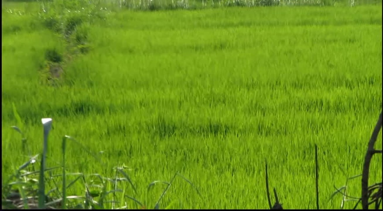 RICE FIELD