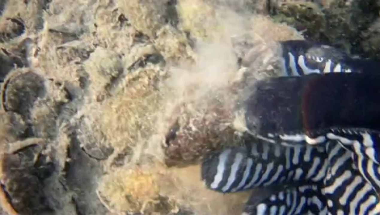 Les moules de l'Etang de Berre