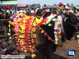 Dunya News-Two bulls 'Raju, Sheru' arrived from DG Khan gain people's attention