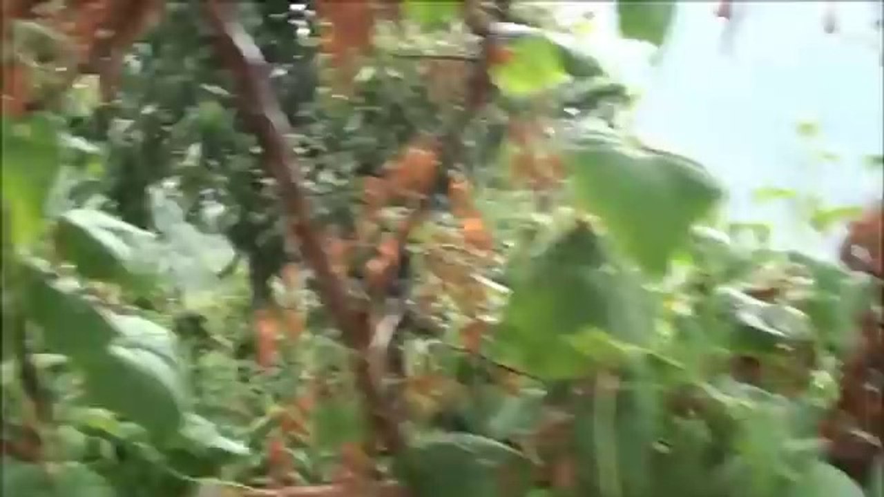 güngör yıldız__ÜZEYIR KARADUMAN BEN KÖYÜMDEN ÇIKALI YENİ