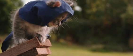 Assassin's Kittens Unity : La version Cute du Jeux Assassin Creed