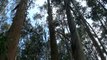 Ecologistas denuncian el riesgo de fumigaciones masivas en plantaciones eucaliptos