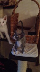 Chaton Devon Rex qui réclame à manger