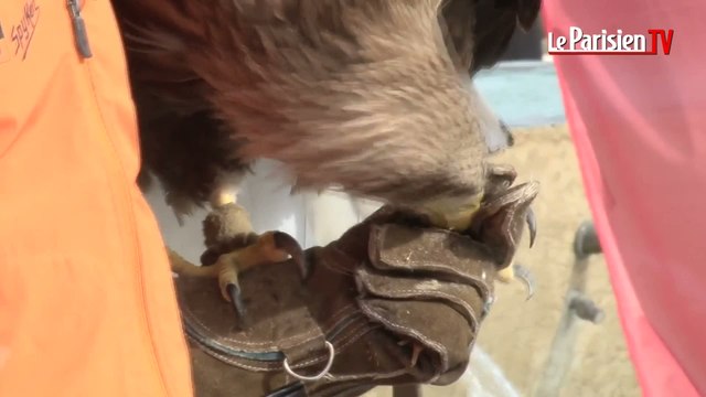 Une caméra embarquée sur le dos d'un aigle au-dessus de Paris