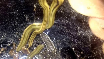 mundo insolito: reptil desconocido