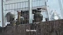 Soldadosde la FDI fueron golpeados por palestinos y no responden al ataque