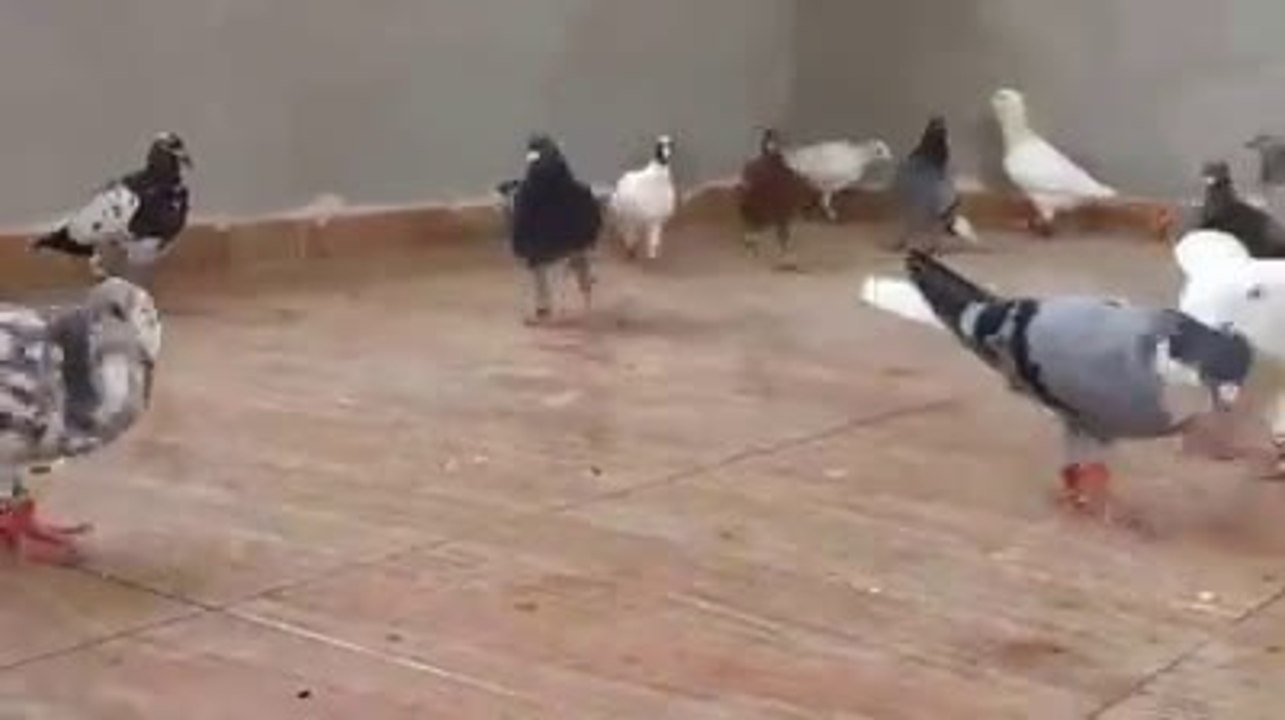 Ebu Güllerin filo kuşları