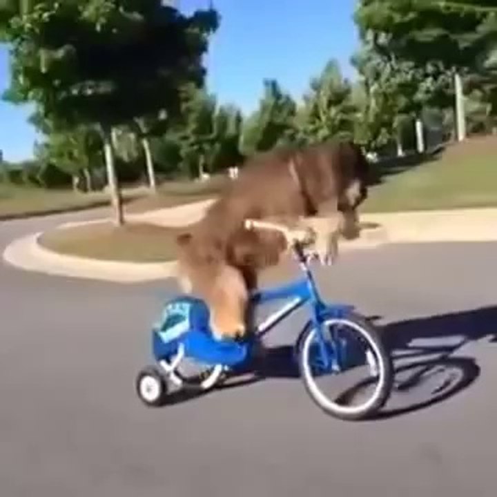 Komik Hayvanlar Alemi