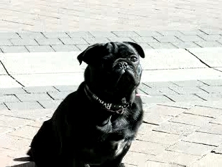Pugs & stuff