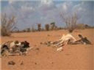 مليونا صومالي يواجهون خطر المجاعة