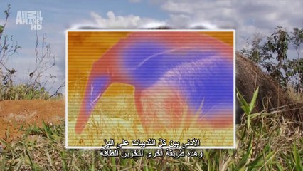 الكوكب المتحول الحلقه الثانيه البرازيل animal planet