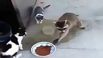 Raccoon steals food from cats bowl