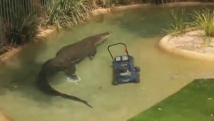 Timsah Çim Biçme Makinesini Kaptı