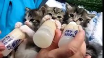 biberondan Süt İçen Tatlı kediler