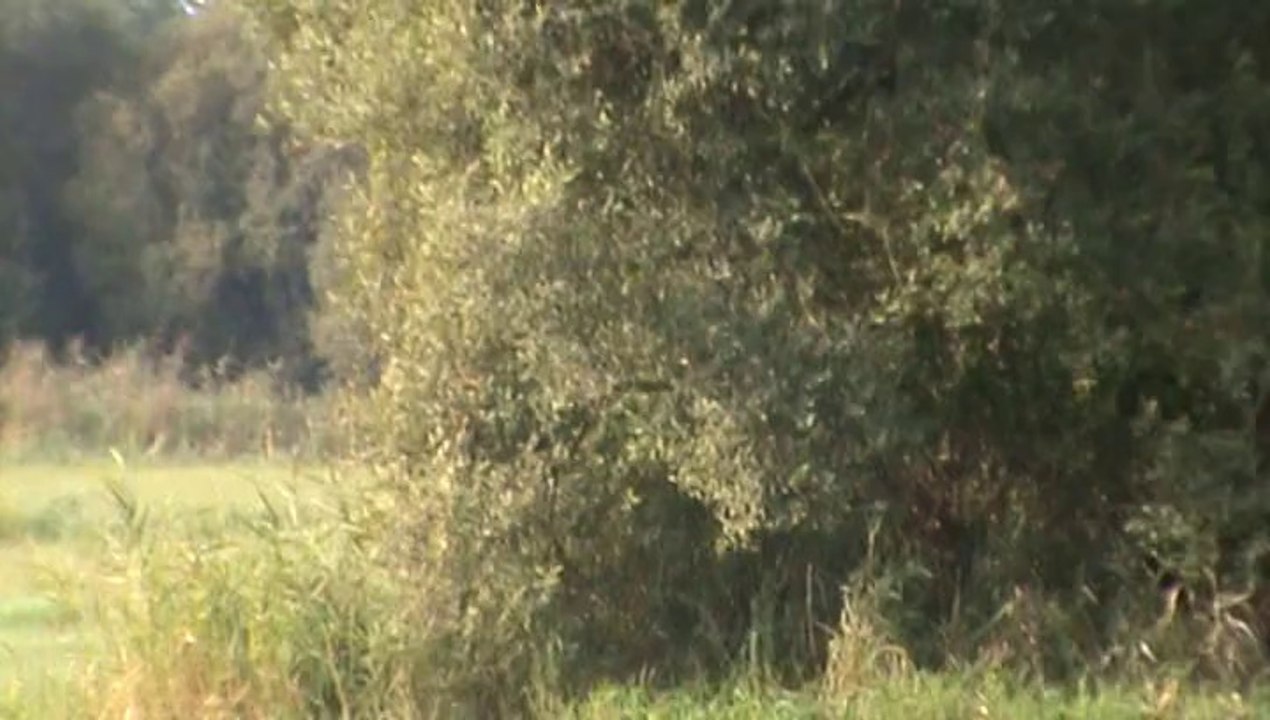 Brevet Pistage FrançaisLibre  Hellboy du domaine des Eclaireurs 28.09.2014