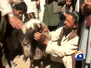 Chaman Cattle Market-29 Sep 2014