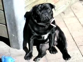Pugs will save us all