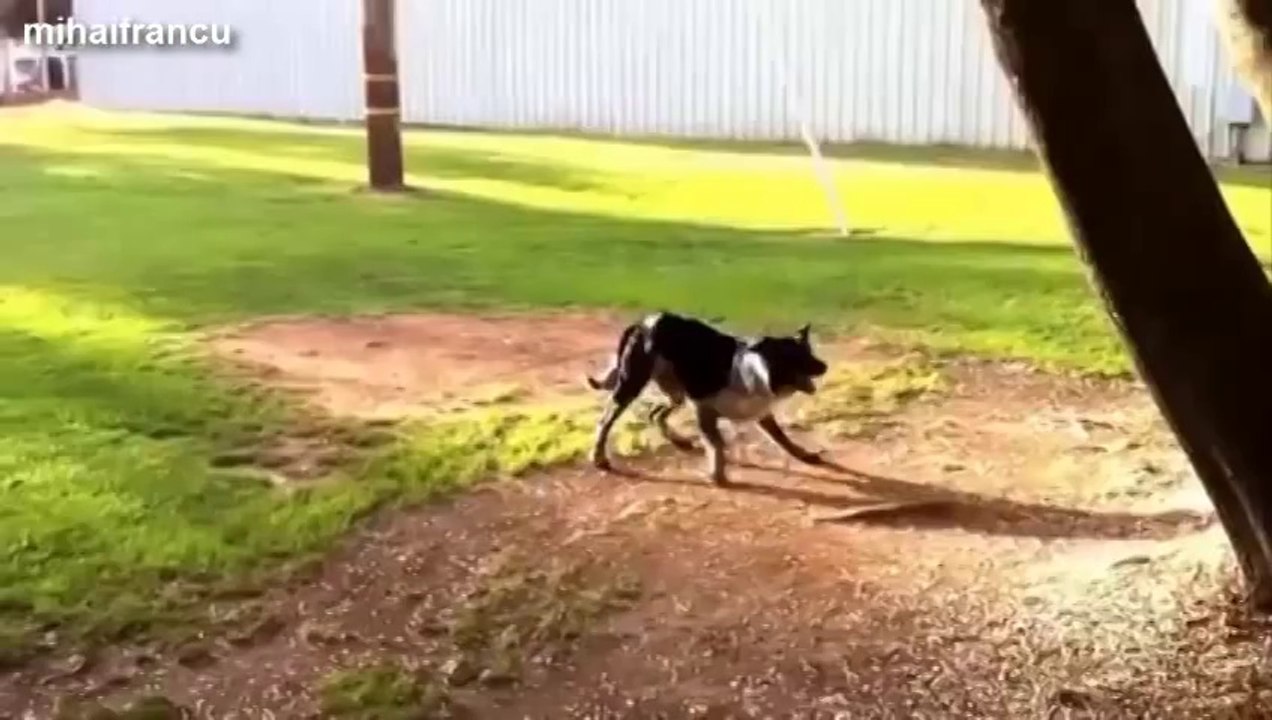 Compilation de chiens qui chassent leur queue