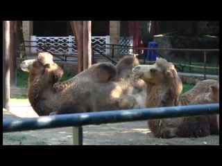 Napoli - La riapertura zoo e nuova fattoria -live- (28.09.14)