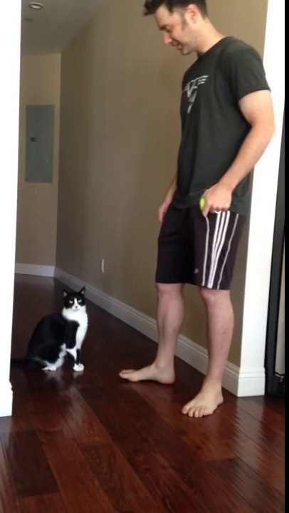 Ce chat veux des câlins