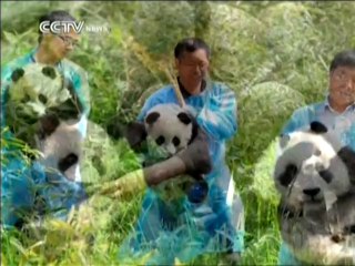 Bébés pandas