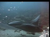 Video raie manta
