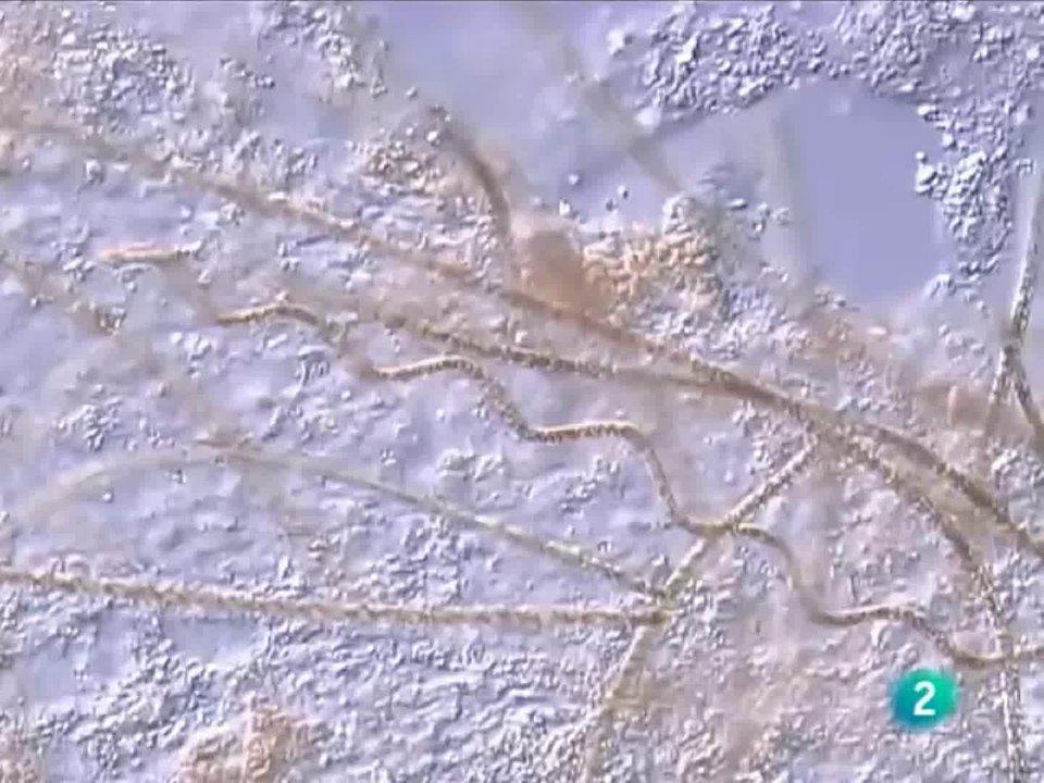 Vida extremofila: Bacterias en la Tierra