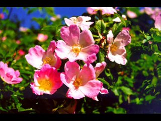 Beethoven Symphony No.9