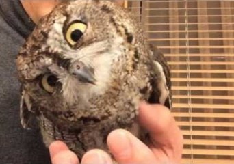 iPhone Screen Confuses Poor Owl