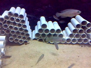 Neolamporlogus Multifasciatus Ndole Bay Sauvages (Zambie)