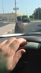 نعامه تتمشى في شوارع الكويت