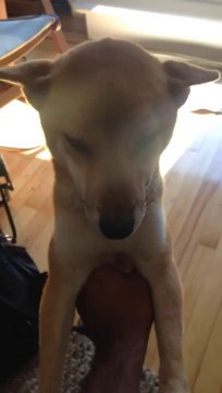 Un chien coupable joue les innocents!