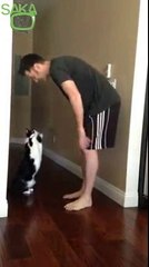 Sevdiklerine Kucak Açan Sevimli Kedi