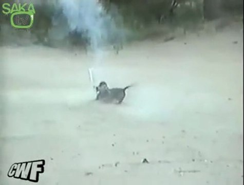 Bu Köpek Tam Bir Çılgın