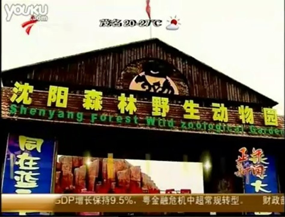 广东卫视 正午新闻20100314-沈阳一动物园东北虎成批死亡