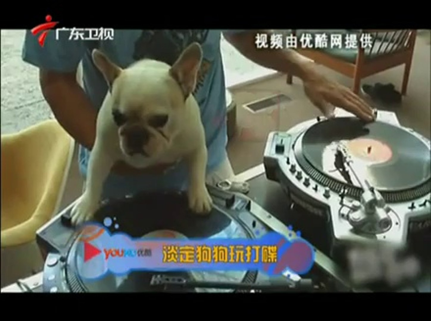 广东卫视：轻松时刻 宠物的一技之能 [午间新闻] 130505