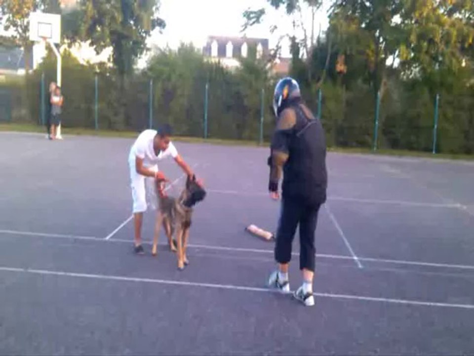 première démonstration dressage avec mon malinois